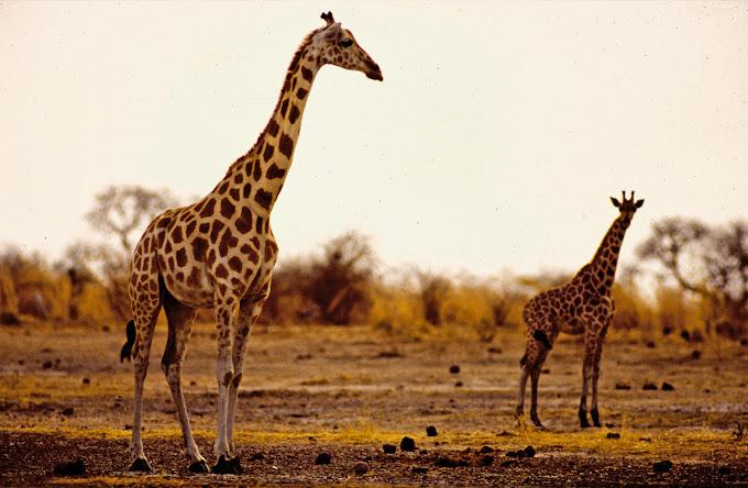 Waza1
